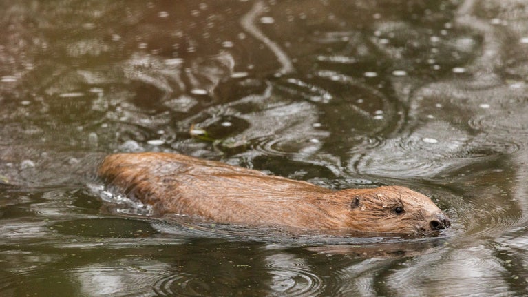 A beaver explores its new territory on Exmoor
